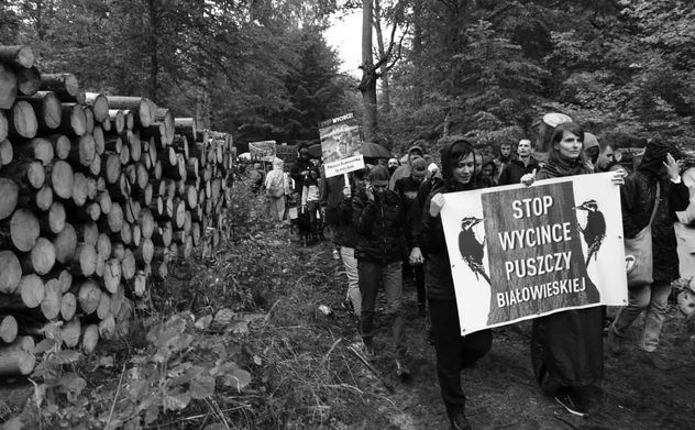 Kiểm toán nhà nước Ba Lan chỉ ra nhiều bất cập trong công tác quản lý rừng Białowieża